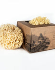 Wool Sponge - Small Box