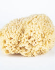 Wool Sponge - Large