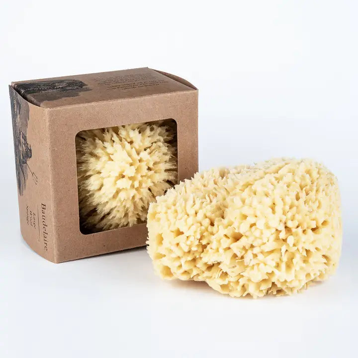 Wool Sponge - Large Box