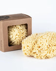 Wool Sponge - Large Box